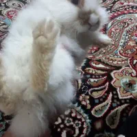 خرگوش سالم وتمیز|موش و خرگوش|بیجار, |دیوار