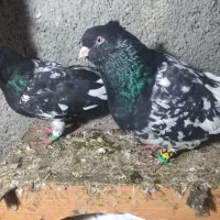 8عددکفتر|پرنده|چناران, |دیوار