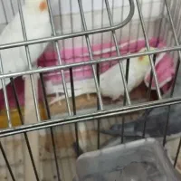 3تاعروس هلندی|پرنده|قم, علی آباد سعدگان|دیوار