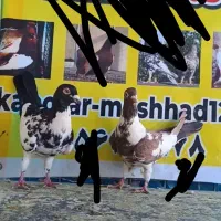 کبوتر نر و ماده ابلق افغانی