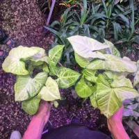 گل و گیاه سینگنیوم سبز|گل و گیاه طبیعی|اهواز, پادادشهر|دیوار