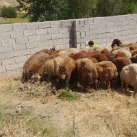 بره نر