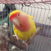 طوطی برزیلی ماده