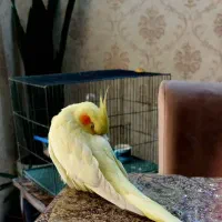 عروس هلندی نر وماده بسیار تمیز