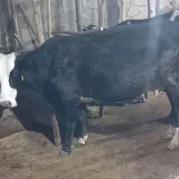 گاو گوساله نر