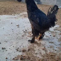 خروس