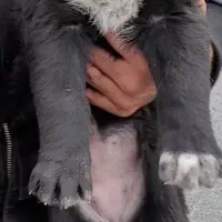 واگذاری توله سگ قدرجونی گله نگهبان