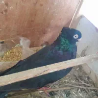۲/۲۰۰|پرنده|بندر گناوه, |دیوار