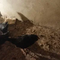 خروس چی نژاد گلین و استر لوپ