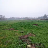 فروش 8هکتار زمین شالیزار. مناسب برای باغ