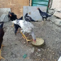 سلام تعداد 40عدد جوجه لاری ازنسل خوب