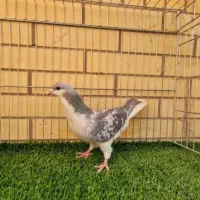 کبوتر سرور دورگ. کله سفید. خوشرنگ. چپ خوشرنگ هوایی|پرنده|لنجان, |دیوار