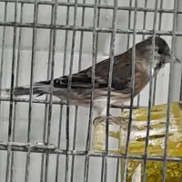 سهره قناری وقناری|پرنده|فولادشهر, B5|دیوار