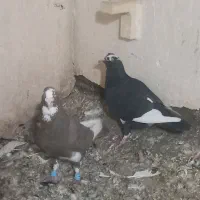 نرو ماده قره کرمونی|پرنده|شیراز, حومه شیراز|دیوار