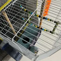 فروش مرغ عشق به همراه قفس و تمام وسایل