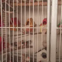 حراج ۲۵ عدد پرنده فنچ کینگ اورنج مولد بعلت بدهی