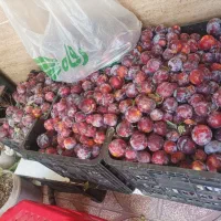 میوه الوقرمز