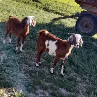 بزغاله نره ماده