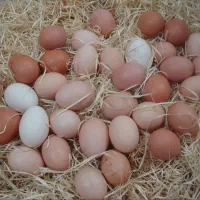 تخم مرغ کشاورز