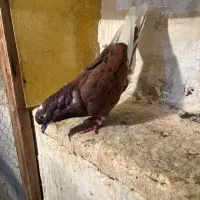 کفتر پرشی|پرنده|کرج, حسین‌آباد|دیوار