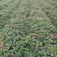 نهال توت فرنگی سابرینا|خدمات باغبانی و درختکاری|خان ببین, |دیوار