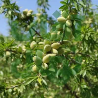 نهال گردوی پربار شروع درآمد میلیونی از باغ شما|خدمات باغبانی و درختکاری|تاکستان, |دیوار