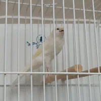 قناری رسمی بلند نر