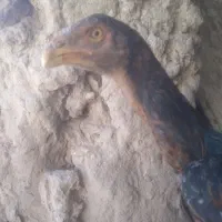 جوجه خروس لاری