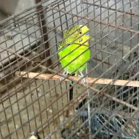 فروش مرغ عشق نر