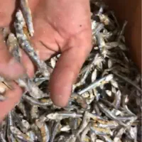 فروش ماهی متوتا درجه ۲|ماهی|قشم, |دیوار