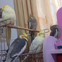 عروس لوتینو و سینامون