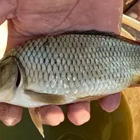 بچه ماهی کپور