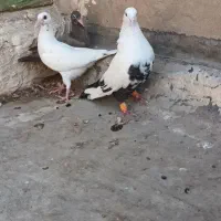 با سلام چند عدد کبوتر|پرنده|اهواز, دانشگاه چمران|دیوار