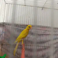 قناری|پرنده|مشهد, کشف|دیوار