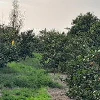 باغ-نارنگی