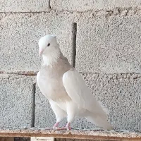 طوقی|پرنده|بندر ماهشهر, |دیوار