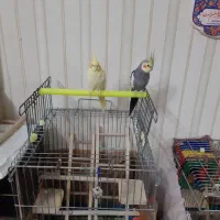 1جفت مولدواقعی جوجه دوست وبزرگ کن|پرنده|قم, انصارالحسین|دیوار