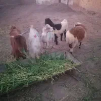 فروش بزغاله نر دورگ بابب پلوار ویک بره نر پشم شیر