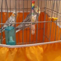 پرنده|پرنده|کرج, اسلام‌آباد|دیوار