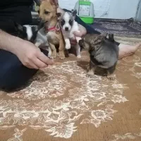 سگ شیواوا|سگ|کرمانشاه, |دیوار