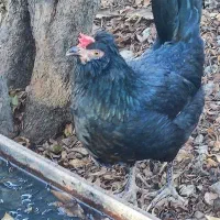 گلین مرغ|حیوانات مزرعه|سرخنکلاته, |دیوار