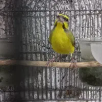 یاسمین مست و گلبسر مست