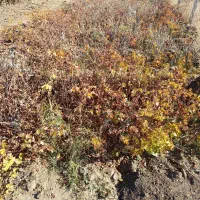 نهال و ریشه انگور سیاه|خدمات باغبانی و درختکاری|کامیاران, |دیوار