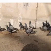 فروش ۱۳عدد پلاکی ماده مسافتی|پرنده|شیراز, کاراندیش|دیوار