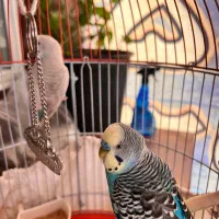 یک جفت مرغ عشق انگلیسی مولد سالم و سر حال