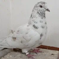 ماده