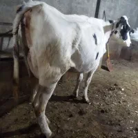 یک راس تلیسه شکم اول|حیوانات مزرعه|تبریز, |دیوار