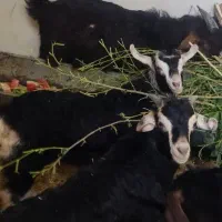 بز دوقلو زا بهمراه دو بزغاله و یک بز پاکستانی