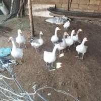 غاز محلی