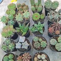 کاکتوس عمده